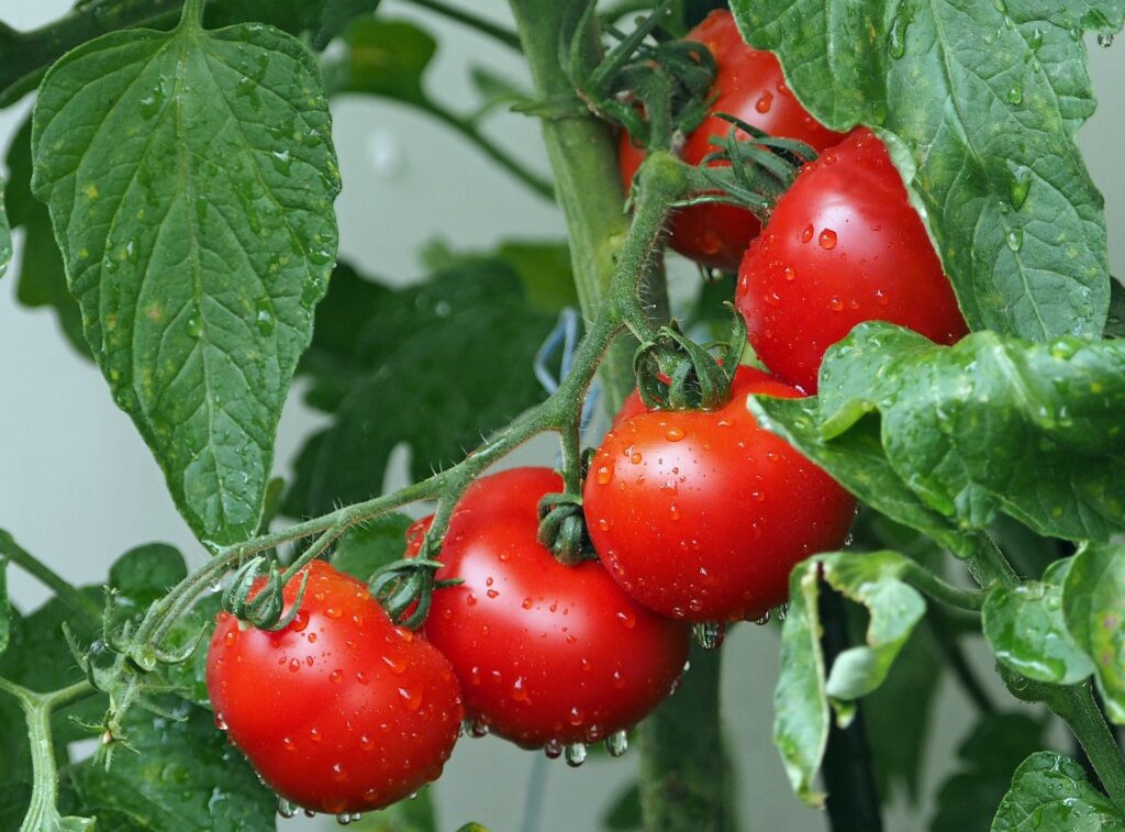 czym nawozić pomidory