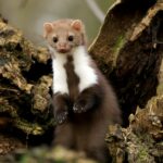 Czym żywi się kuna – co naprawdę je ten sprytny drapieżnik?