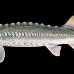 Dieta jesiotra – czym się żywi jesiotr w naturze i w hodowlach