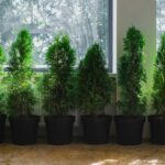 Jak przycinać tuje na bonsai – praktyczny przewodnik dla początkujących i zaawansowanych